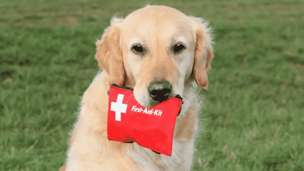 Erste-Hilfe-Kit für Hunde