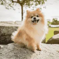 Fluffy Dog Breeds - Pomeranian  - Small-sized Dog Breeds - Dog Sizes