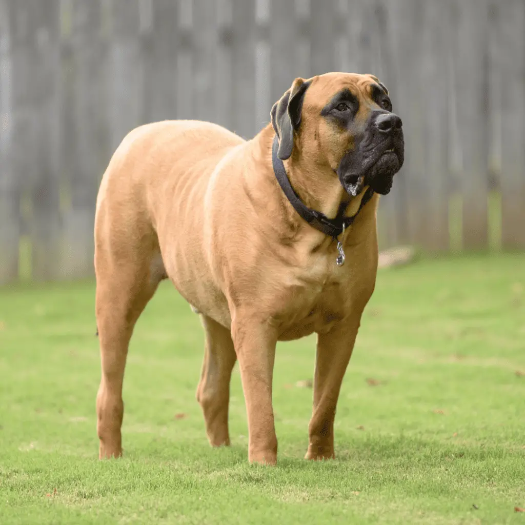 Giant - Large Dog Breeds - Big Dog Breeds - Big Dogs - English Mastiff