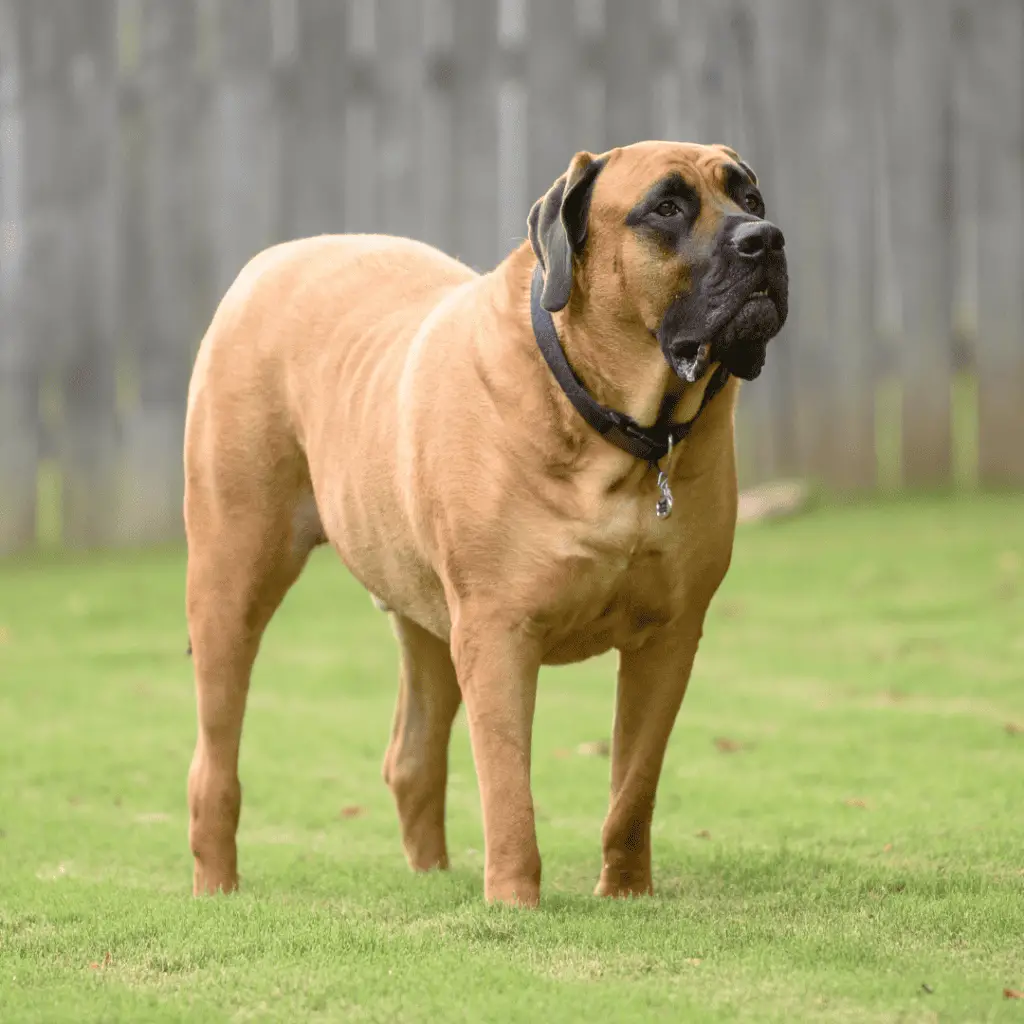 Géant - Grandes races canines - Grandes races canines - Grands chiens - Mastiff anglais