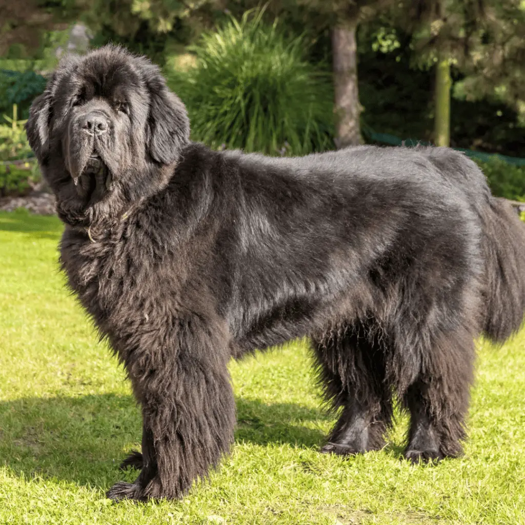 Giant - Large Dog Breeds - Big Dog Breeds - Big Dogs - Newfoundland