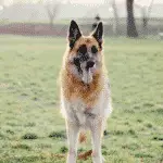 Golden Shepherd - Hybrid Dog Breeds