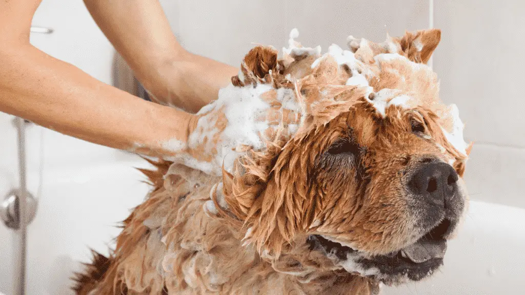 Comment choisir le meilleur shampooing pour chien - Dog Friendly Shampoo