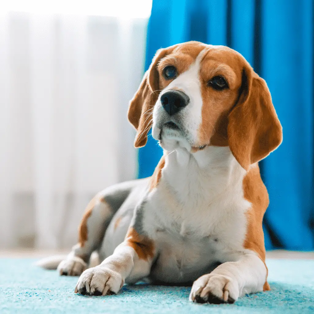 Wie man den Geruch von Hundeurin aus dem Teppich bekommt