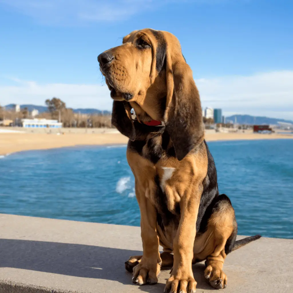 Grandes races canines - Grandes races canines - Grands chiens - Bloodhound