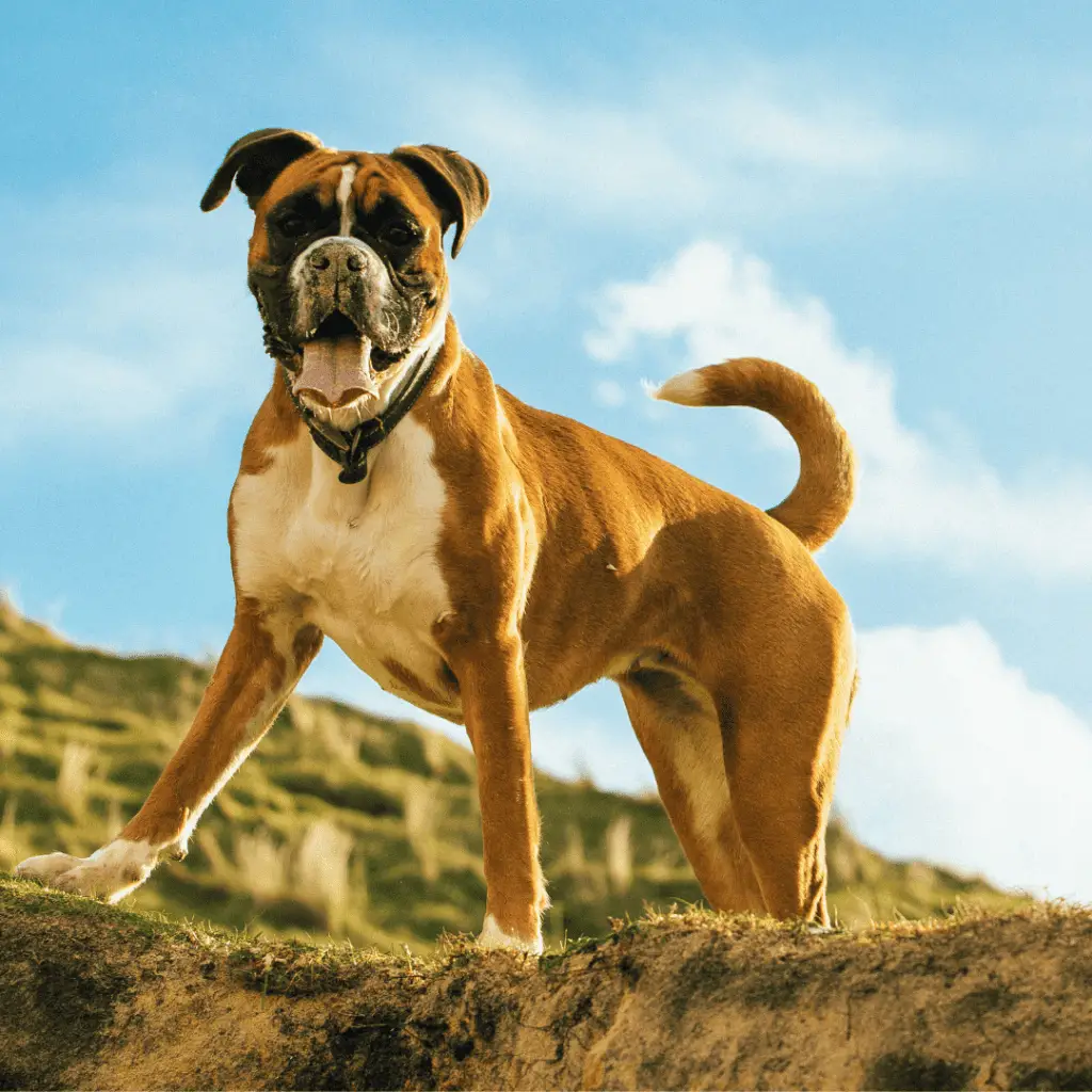 Large Dog Breeds - Big Dog Breeds - Big Dogs - Boxer