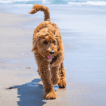 Large Hybrid Dogs - Goldendoodle