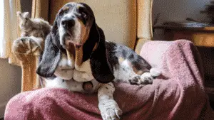 Medium Dog Breed - Basset Hound