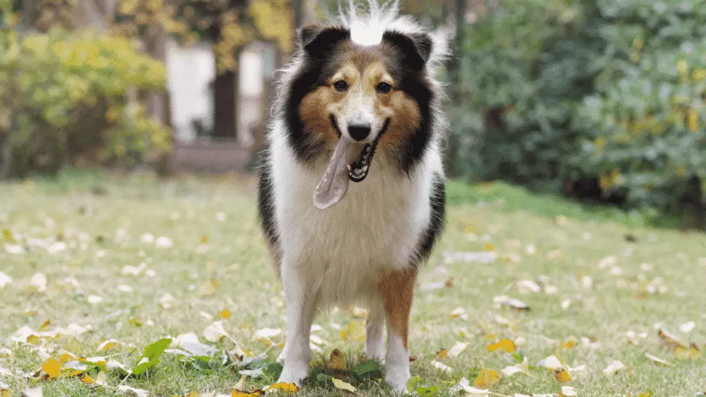 Chien de taille moyenne - Shetland Sheepdog