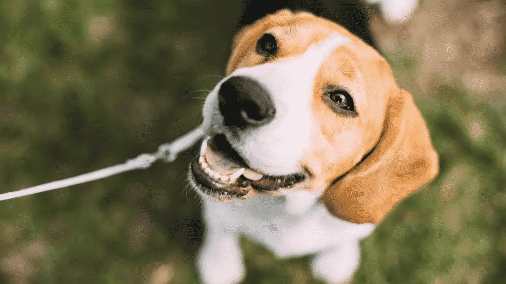 Medium Dog Breeds for seniors - beagle