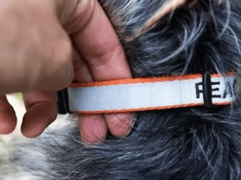 medium dog collar size