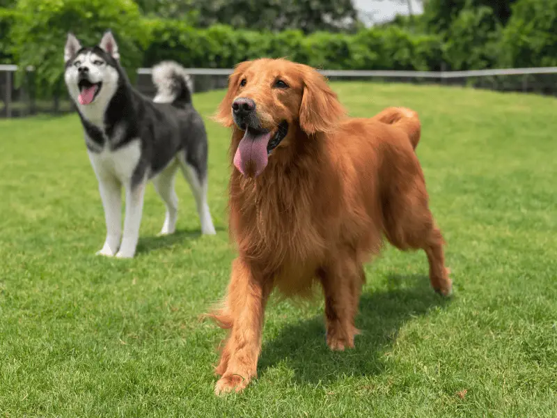 Mid-Size Dog Breeds-golden and husky