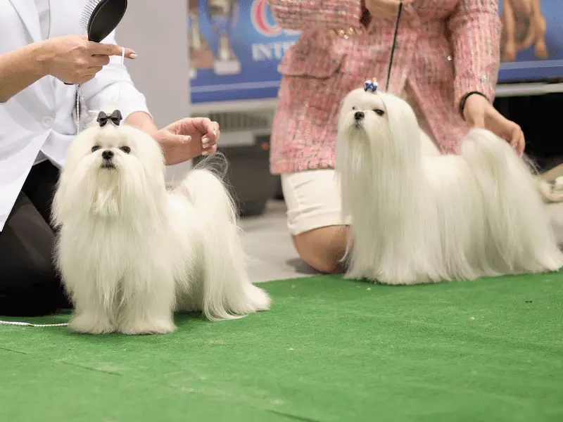 Mid-Size Dogs- shihtzu