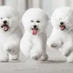 mid sized hypoallergenic dogs-bichon