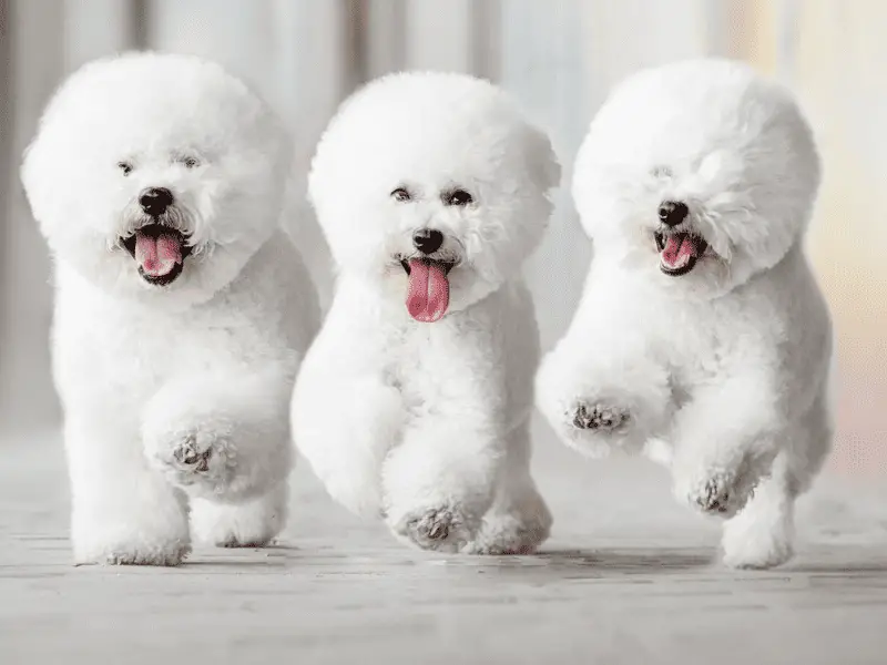 The Top Mid-Sized Hypoallergenic Dogs: Choose Your New Friend