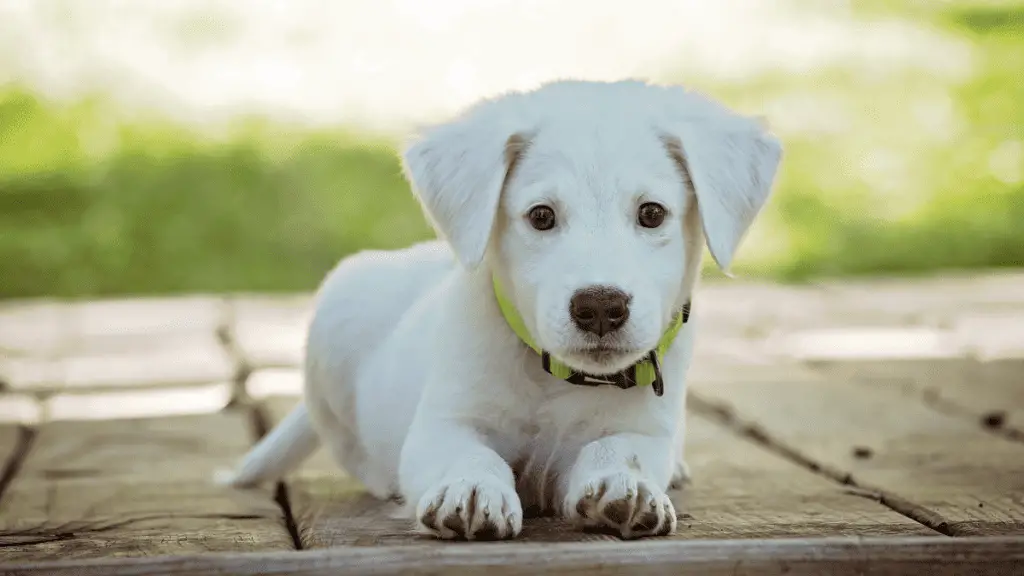 La douche du nouveau chiot