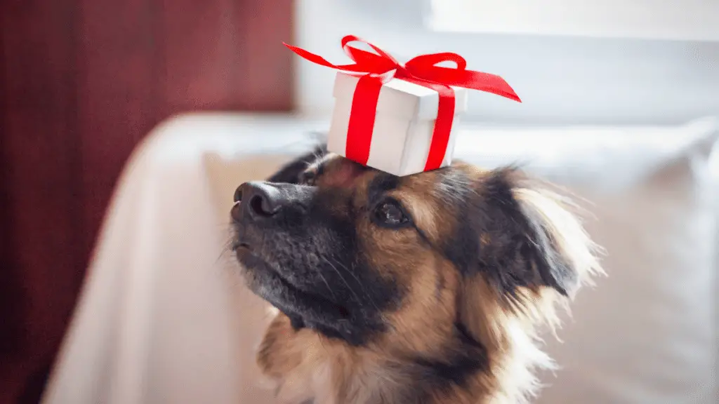 Cadeau pour la douche du nouveau chiot