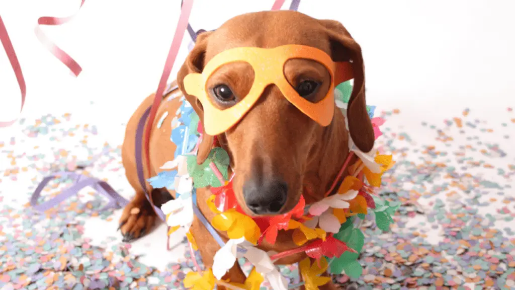 Fête de la douche du nouveau chiot