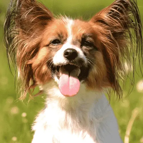 Papillon - Smallest Dog Breeds - small to medium dog breeds- small to medium sized dogs- small to medium size dogs  