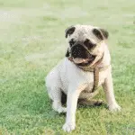 Pug - Small Dog Breeds