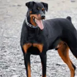 Rotterman - Big Dog Breeds - Big Dogs - Large Hybrid Dogs