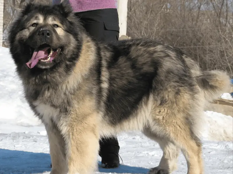 russian bear dog size