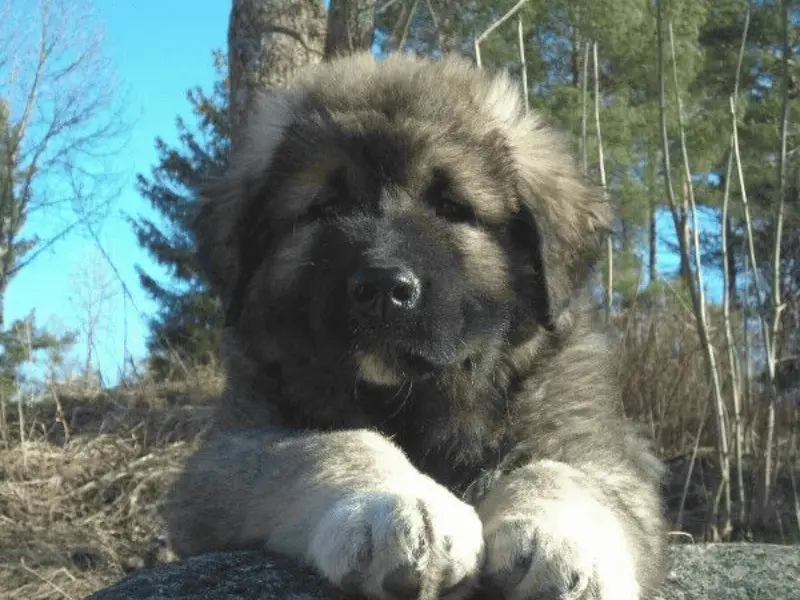 russian bear dog size