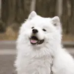 Samoyed Dog Size
