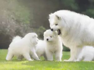 Samoyed Dog Size group