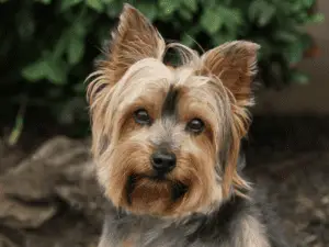 Yorkie