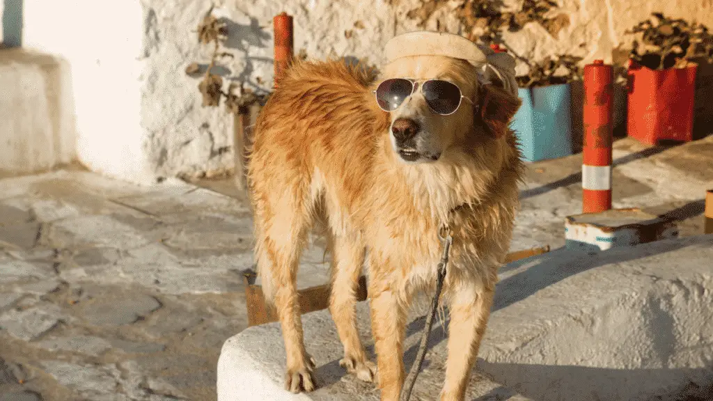 Sollte Ihr Hund Sonnenschutzmittel tragen?