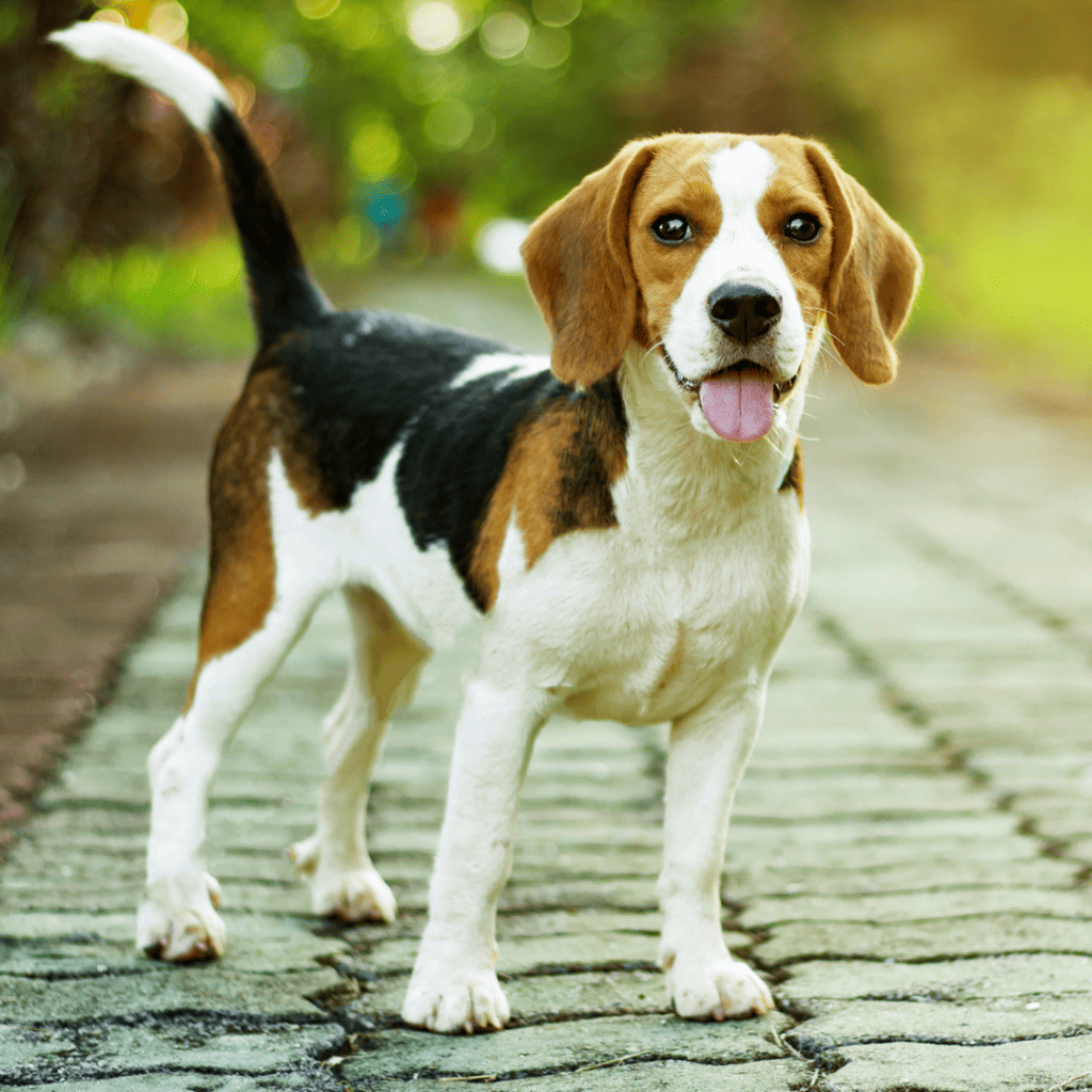 Chiens de petite taille - races de petits chiens - Beagle