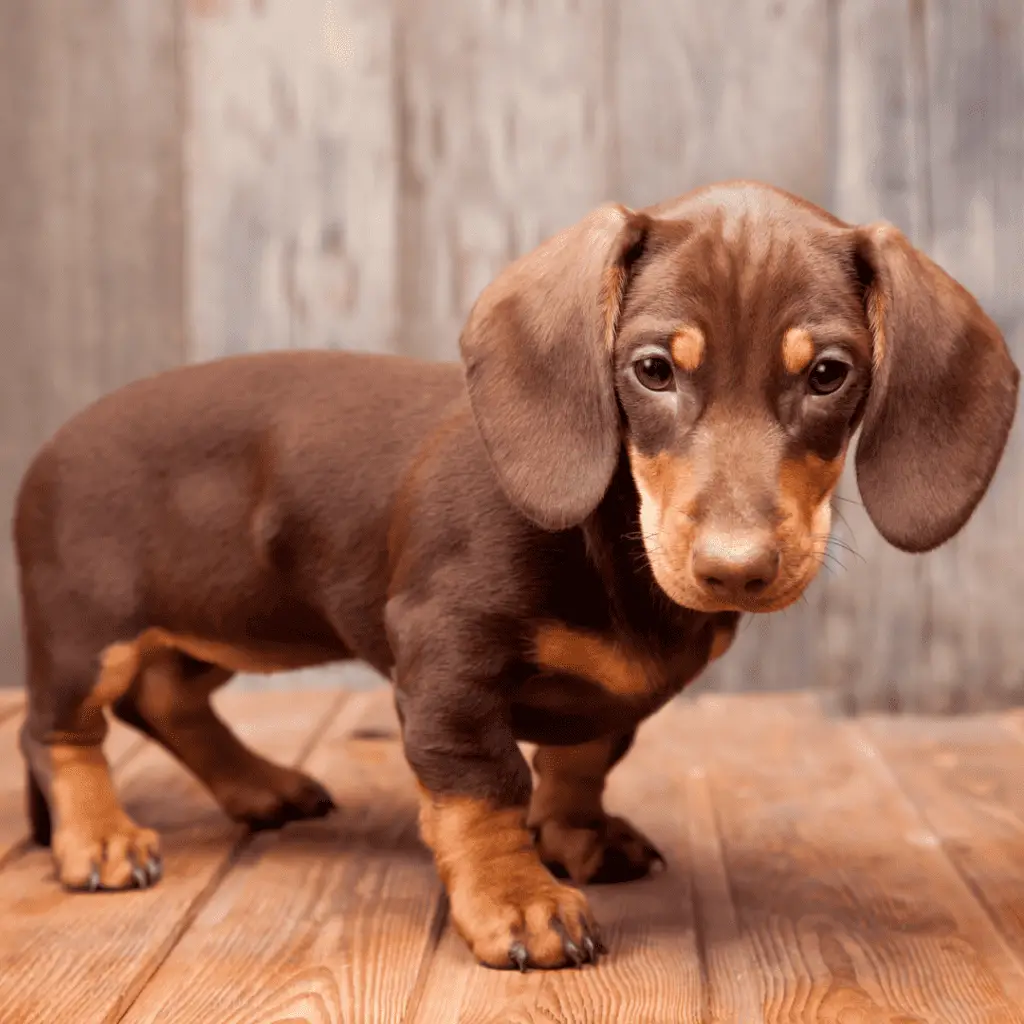 Kleinwüchsige Hunde - kleine Hunderassen - Dachshund