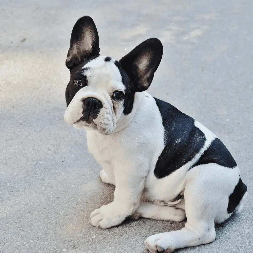 Chiens de petite taille - petites races de chiens - Bouledogue français