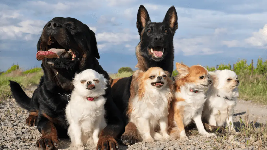 Chiens de petite et moyenne taille - Grands chiens - Grandes races de chiens - Grandes races de chiens