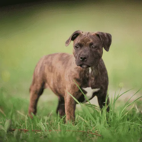 Staffordshire Bull Terriers - Small Dogs That Are Medium Sized Dogs
