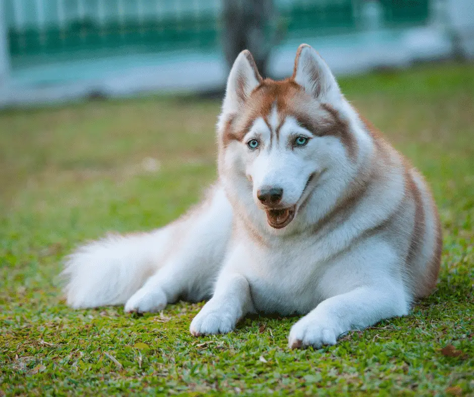 Siberian Husky - Popular Dog Breeds