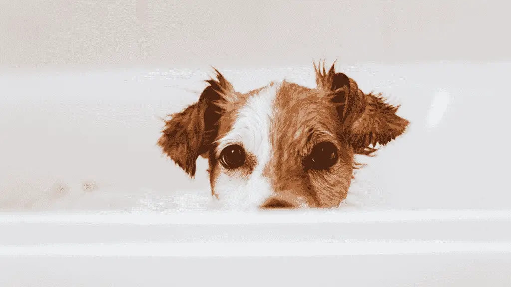 Das beste Hundetrockenshampoo