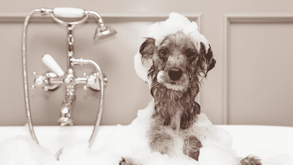 Das beste Hundeshampoo - Hundefreundliches Shampoo - 1