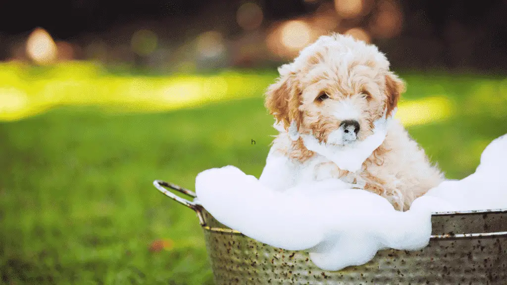 Die besten Hundeshampoos für Welpen