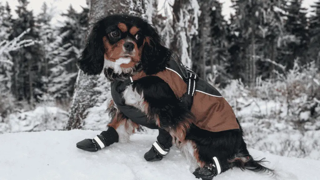 Tips To Keep Even The Smallest Dog Warm - Dog sizes - Best Dog Boots Small dog breeds	small dogs ; small to medium dog breeds ; small to medium sized dogs ; small to medium size dogs