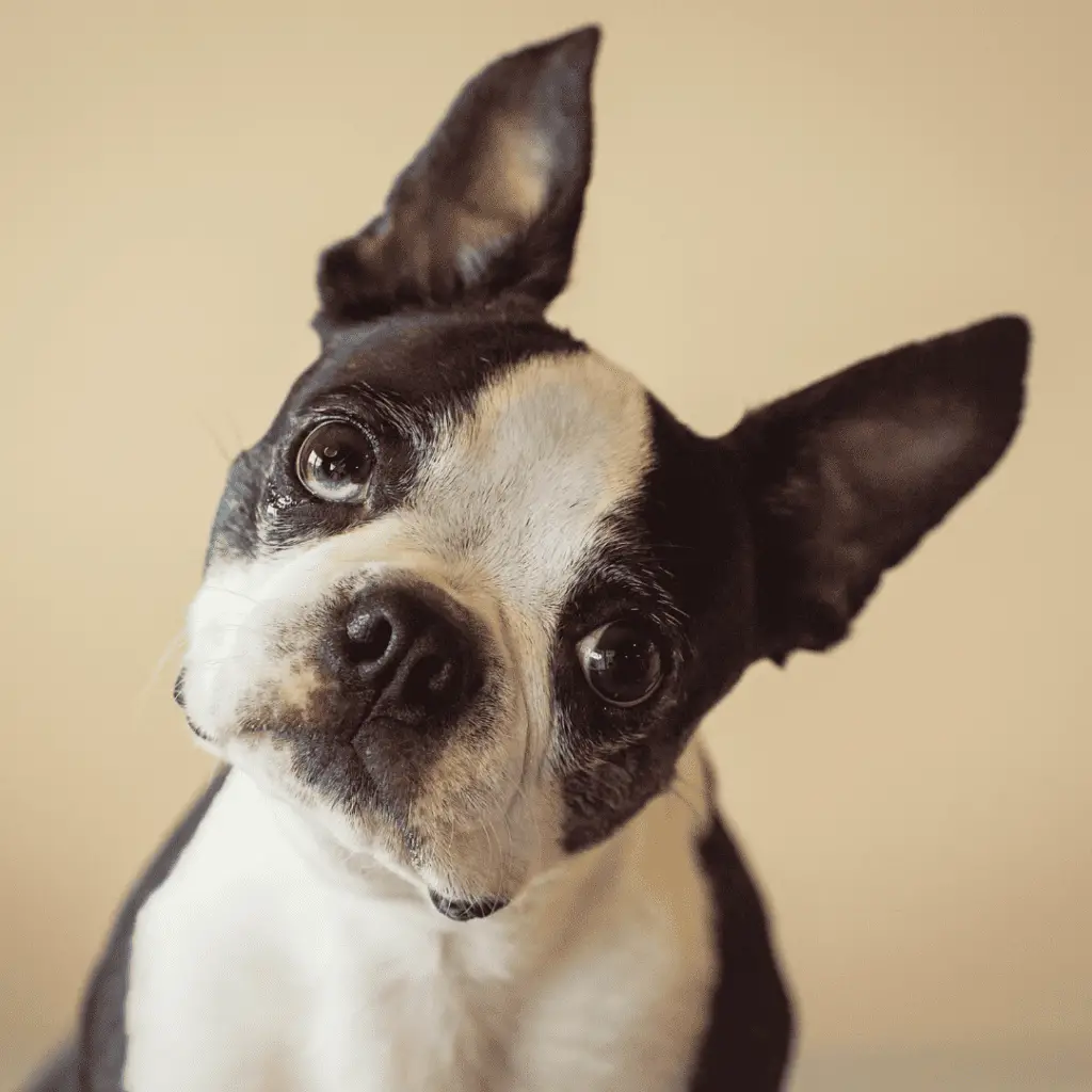 Les races de chiens de compagnie - Boston Terrier