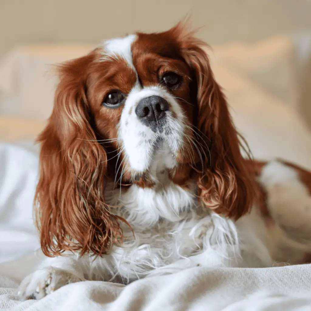 Les races de chiens de compagnie - Cavalier King Charles Spaniel