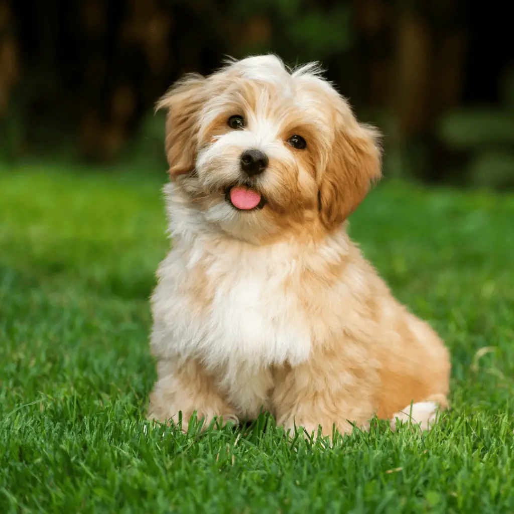 Toy dog breeds - Havanese