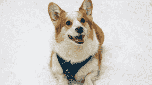 Corgi gallois