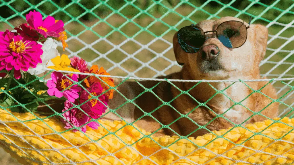 Quand faut-il utiliser une crème solaire pour chien ?