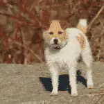 Fox Terrier à poil dur